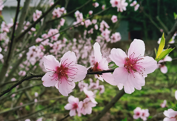 重慶葡萄采摘_花果園