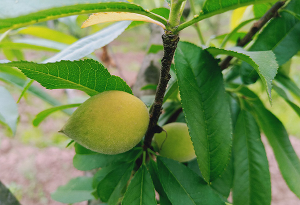 重慶陽光玫瑰葡萄 _花果園