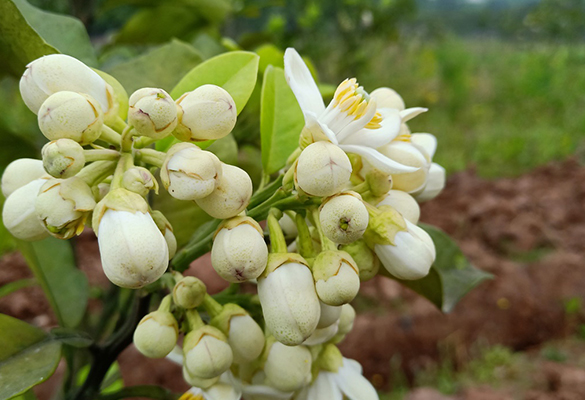 重慶陽光玫瑰葡萄 _花果園